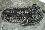 Detailed Gerastos Trilobite Fossil - Morocco #271892-1